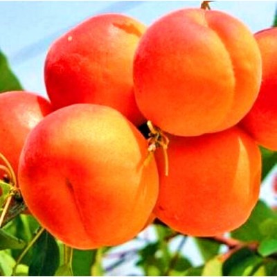 Саженец абрикоса "Ботсадовский" Саженец абрикоса "Ботсадовский"
